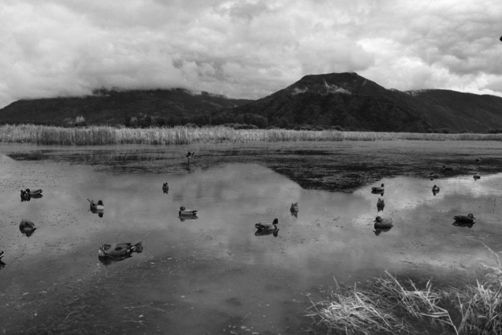 Duck Hunting in the Pacific Northwest