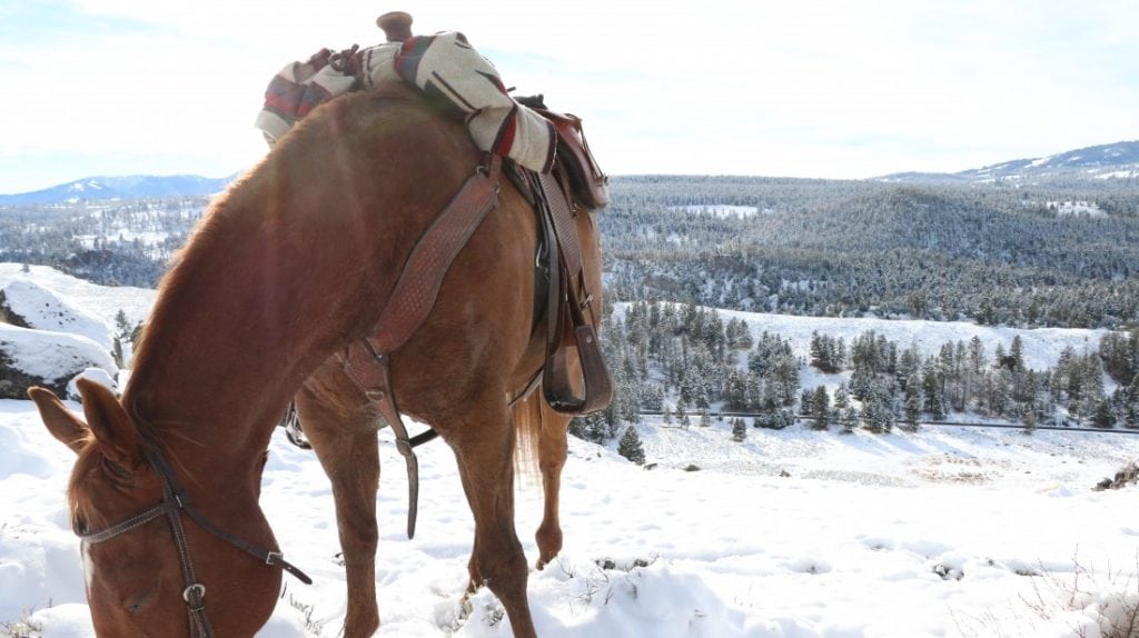 Horseback Riding in Yellowstone