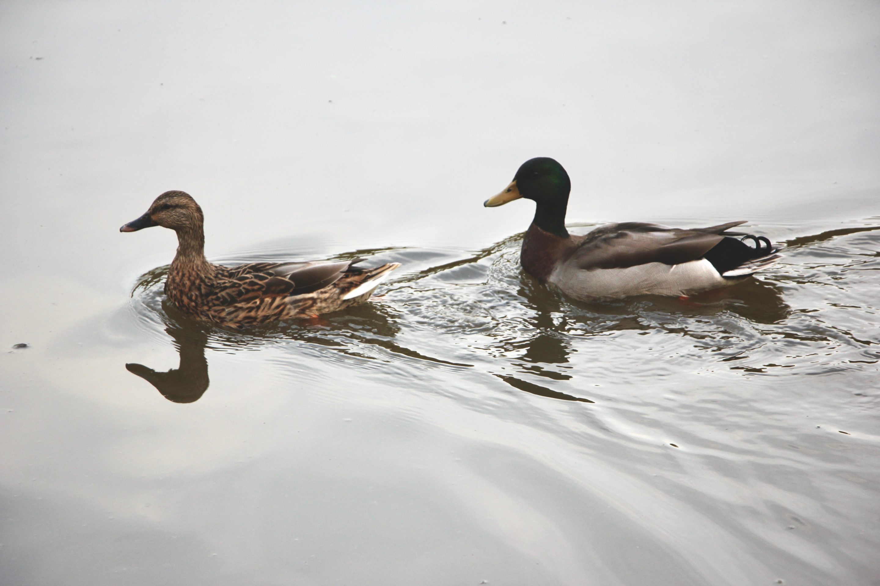 Difference between wild and farm raised ducks